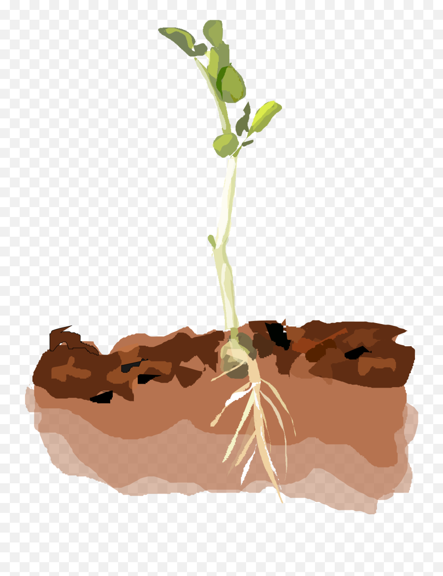 Seedling Clipart Potting Soil - Small Plant Clip Art Png,Soil Png