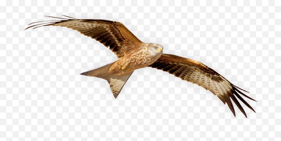 Grassland Hawk Png - Red Kite Bird Png,Hawk Png