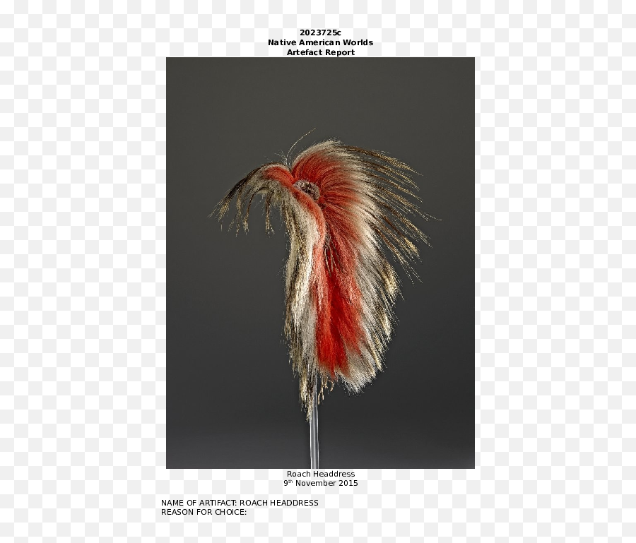 Doc Roach Headdress Artifact Report Steven A Chamberlain - Animal Product Png,Indian Headdress Png