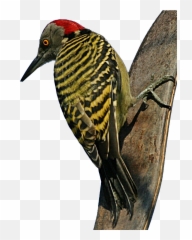 Woodpecker All Birds Wiki Fandom Png