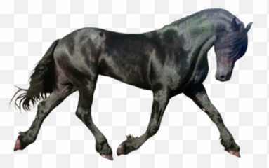 Horse Icon - Dark png download 750750 Free Frisian Png
