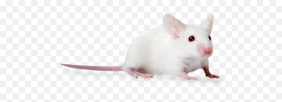 Nodscid Mice Nodcb17 - Prkdcscidncrhsd Mutant Mice Nod Scid Mice Png,Mouse Rodent Icon