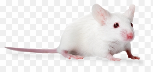 Nodscid Mice Nodcb17 - PrkdcscidNCrHsd mutant Nod Scid Mice Png