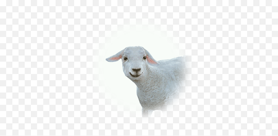 Bdo Lost Lamb Bddatabasenetusnpc35036 - Bdo Lost Lamb Png,Lost Comments Icon