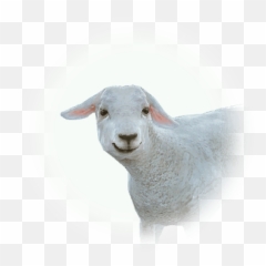 Bdo Lost Lamb Bddatabasenetusnpc35036 - Bdo png