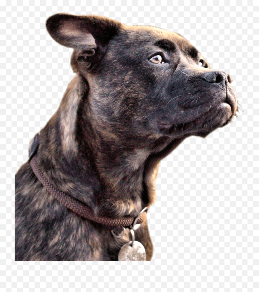 Download Hd 1 - 2 Stray Dog Png Transparent Png Image Stray Dogs Png,Dogs Png