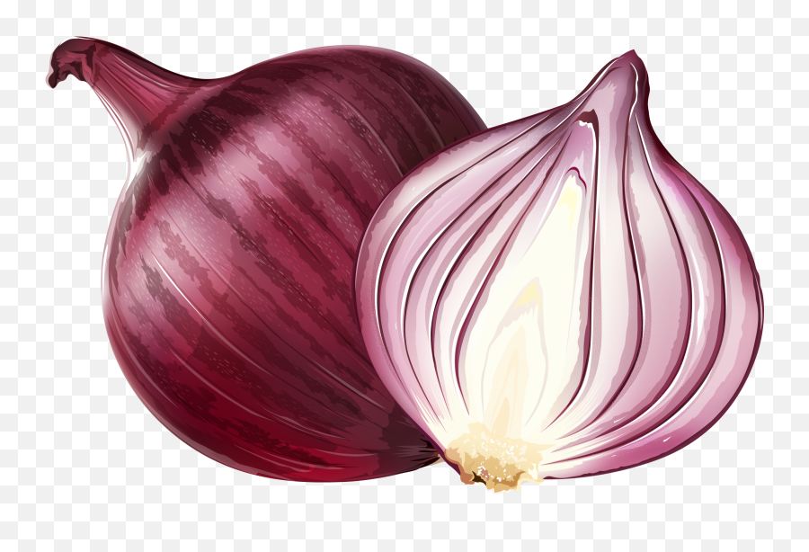 Red Onion Euclidean Vector Illustration - Red Onion Png,Onion Png