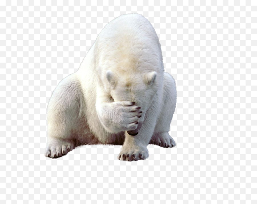 Polar Bear Png Clipart Web Icons - Sad Polar Bear Png,Bear Png