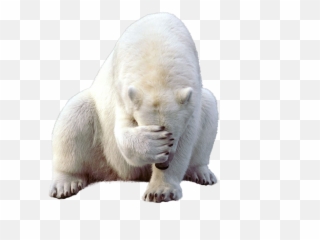 Polar Bear Png Clipart Web Icons - Sad Png