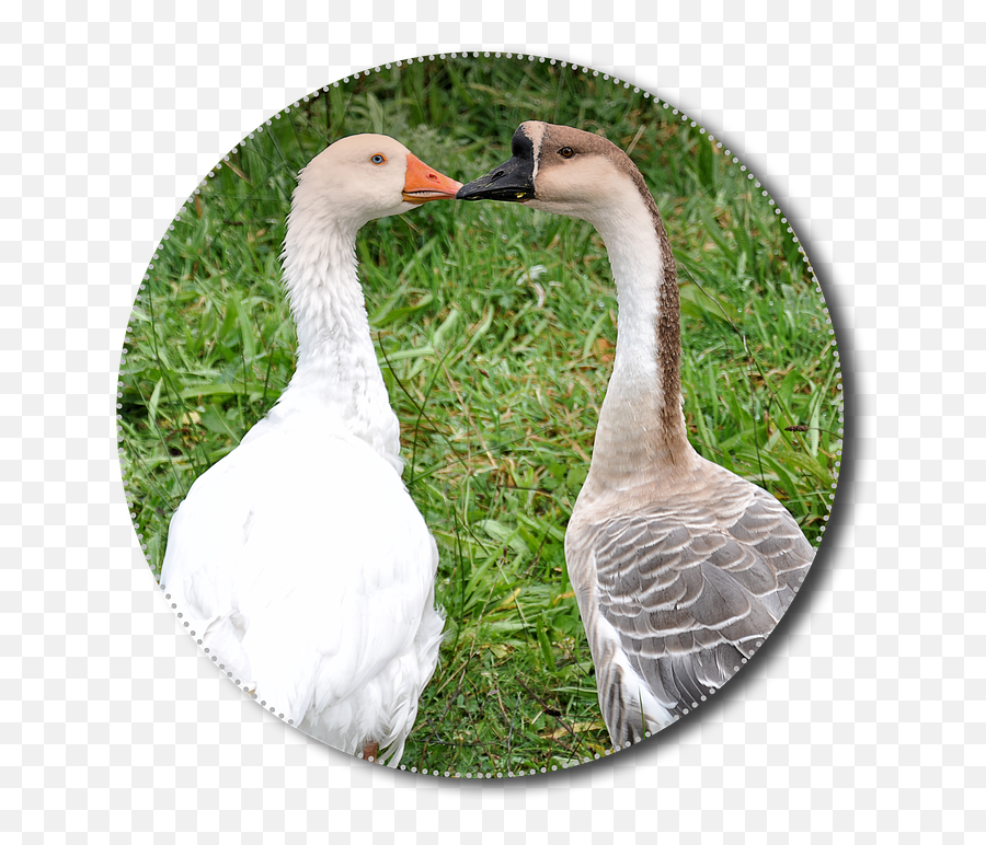 Png Animals Poultry Isolated - Hewan Unggas,Goose Transparent
