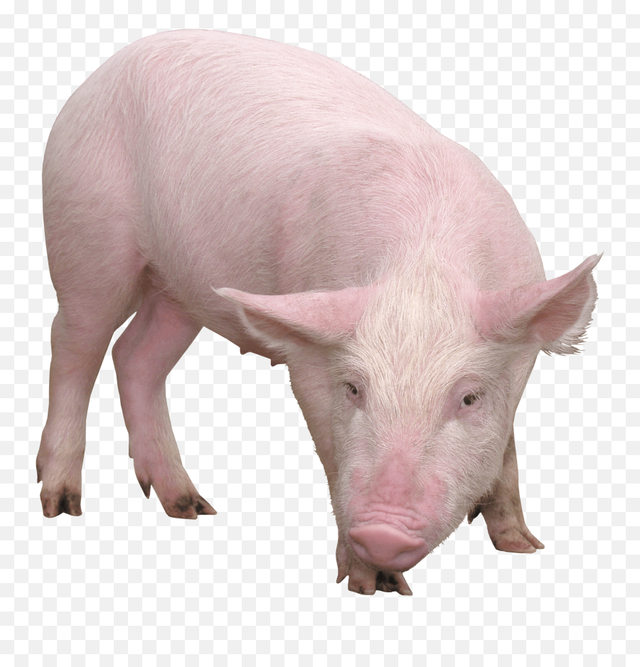 Pig Png Transparent 5 Image - Pig Png,Pig Png