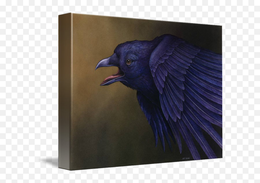 American Crow By Matthew Bohan - Crow Png,Crow Transparent