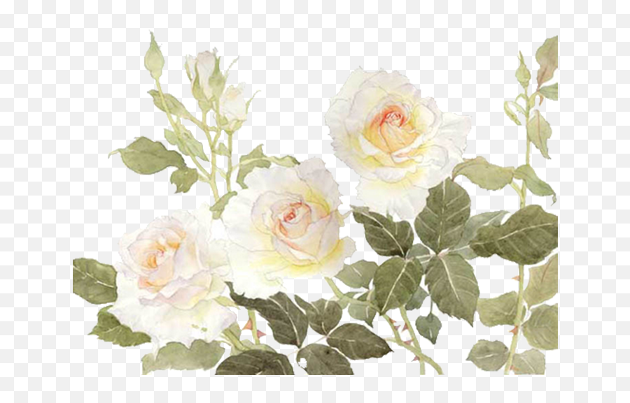 Garden Roses Centifolia Flower White - White Flowers White Watercolor Flower Clipart Free Png,White Roses Png
