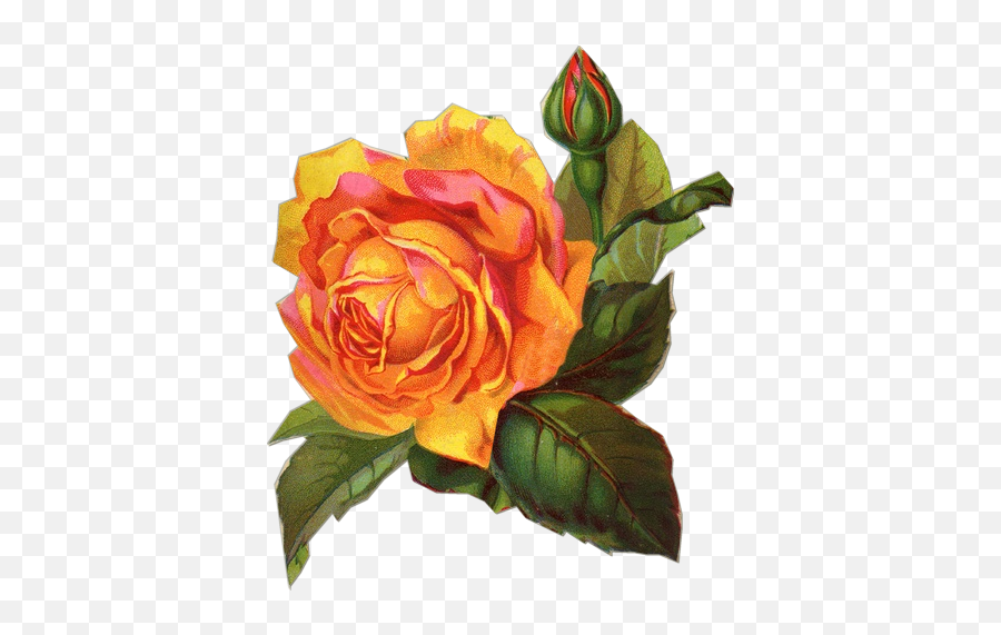 Download Free Victorian Flowers And Vintage Fruit Clip Art - Orange Flower Vintage Png,Yellow Rose Transparent