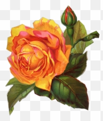 Download Free Victorian Flowers And Vintage Fruit Clip Art - Orange Flower Vintage Png,Yellow Rose Transparent