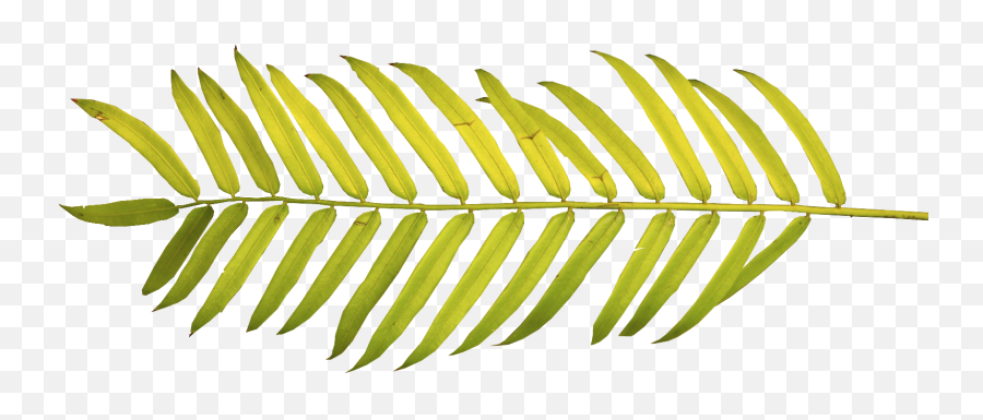 Download Watercolor Palm Leaves Png - Full Size Png Image Tropical Leaves Png Watercolor,Watercolor Leaves Png