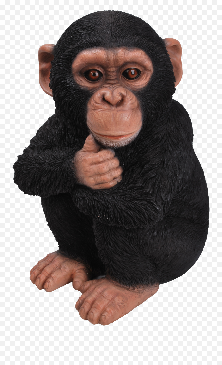 Download Rl Baby Chimpanzee F - Real Chimpanzee Png,Chimp Png