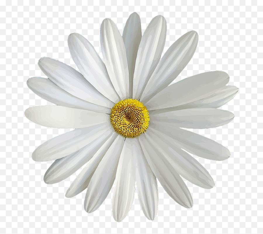 Marguerite White Bloom - Margarita Flor Png,Margarita Png