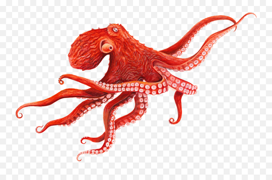 Giant Pacific Octopus - Octopus Png,Octopus Png