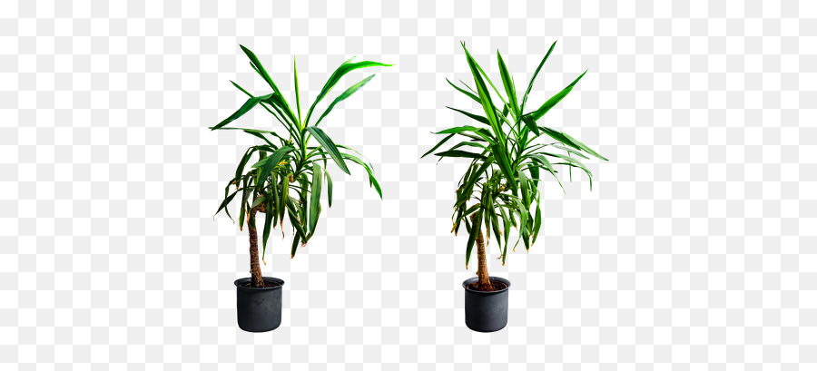 Yucca Isolated Flowerpot - Png,Yucca Png