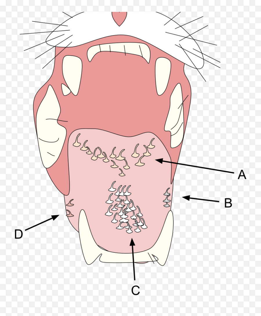 Cat Tongue - Anatomy Of Cat Mouth Png,Tongue Png