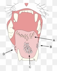 Cat Tongue - Anatomy Of Mouth png