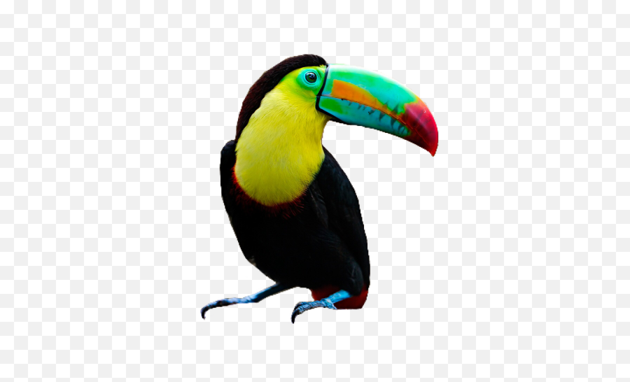 Toucan Bird Pngs Png Lovelypngs Sticker By - Toucan Png,Bird Png