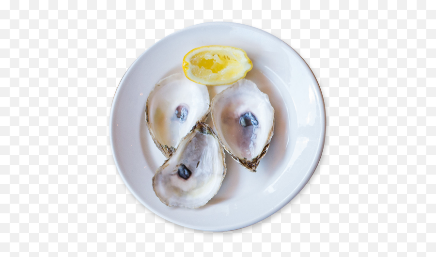 Home - Tiostrea Chilensis Png,Oysters Png