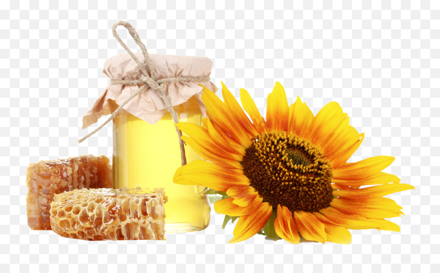 Honey Png Royalty - Free Png Play Honey Sunflower Png,Honey Png