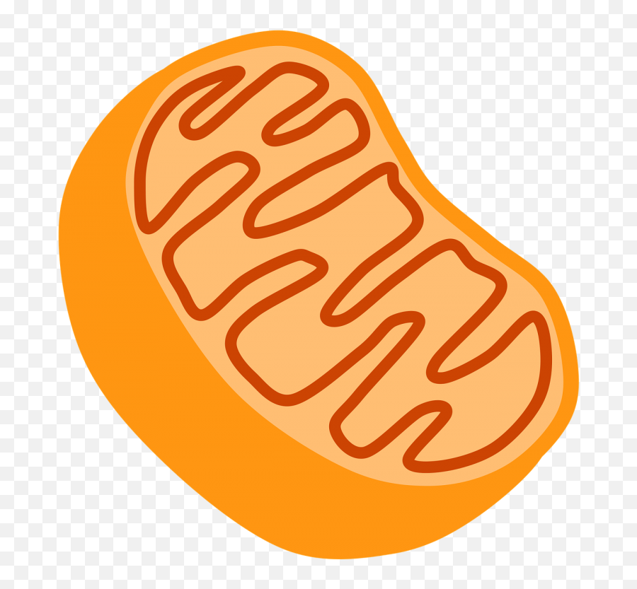 Mitochondria Png Transparent Cartoon - Mitochondria Clipart,Mitochondria Png