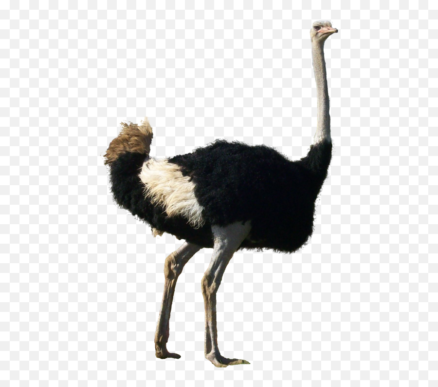 Ostrich Transparent Background - Ostrich Transparent Background Png,Ostrich Png