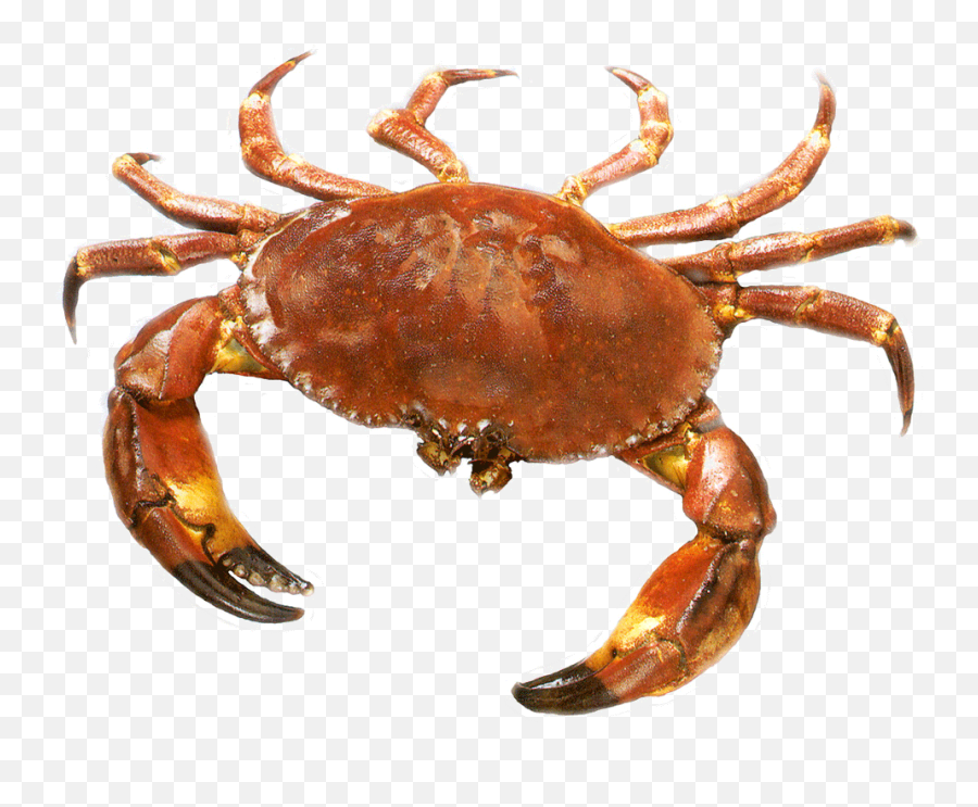 Crab In Png - Transparent Background Crab Png,Crab Png