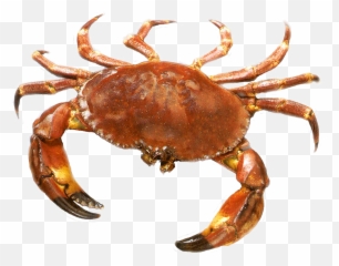 Crab In Png - Transparent Background Crab Png,Crab Png