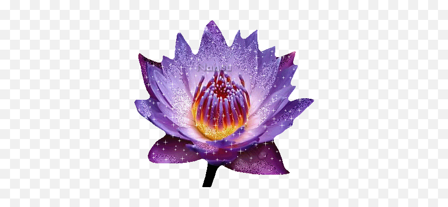 Fleur Lotus Gif Flower Zen - Picmix Emergent Vegetation Png,Lotus Flower Transparent