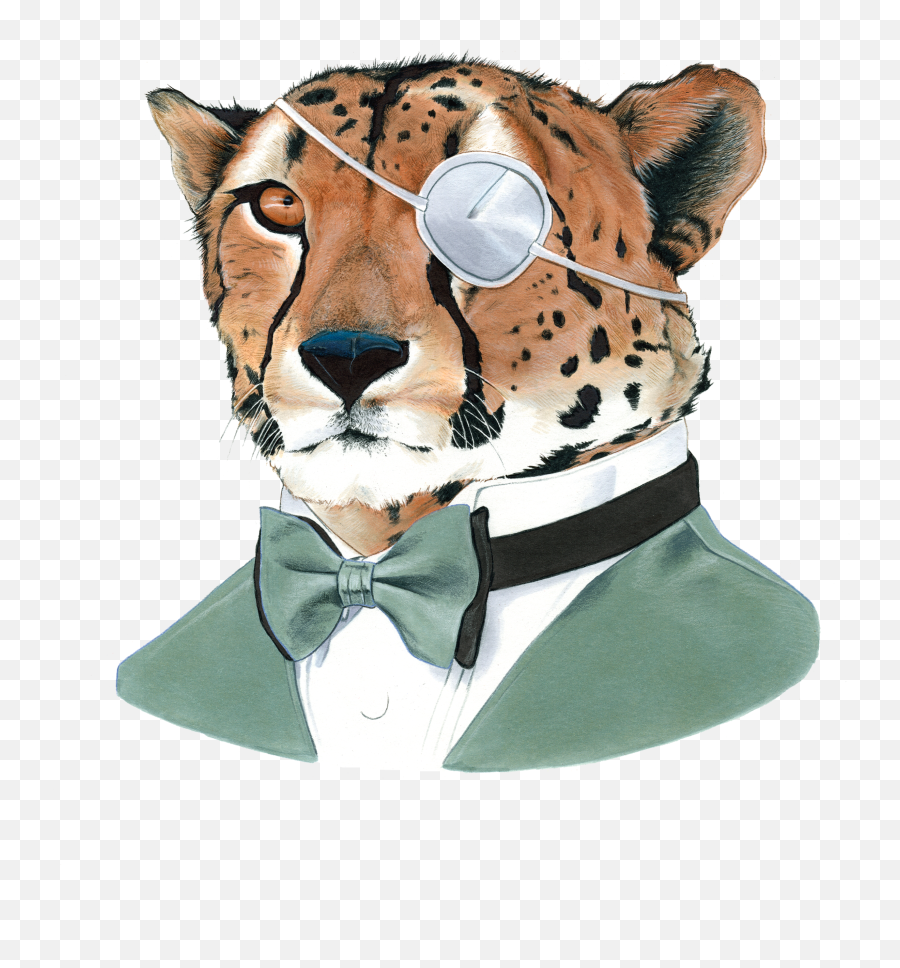 Cheetah - Tiger With Eye Patch Png,Cheetah Transparent