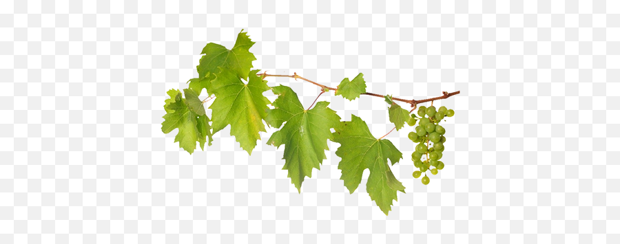 Download Free Png 15 Grape Vines For - Diamond,Vines Png