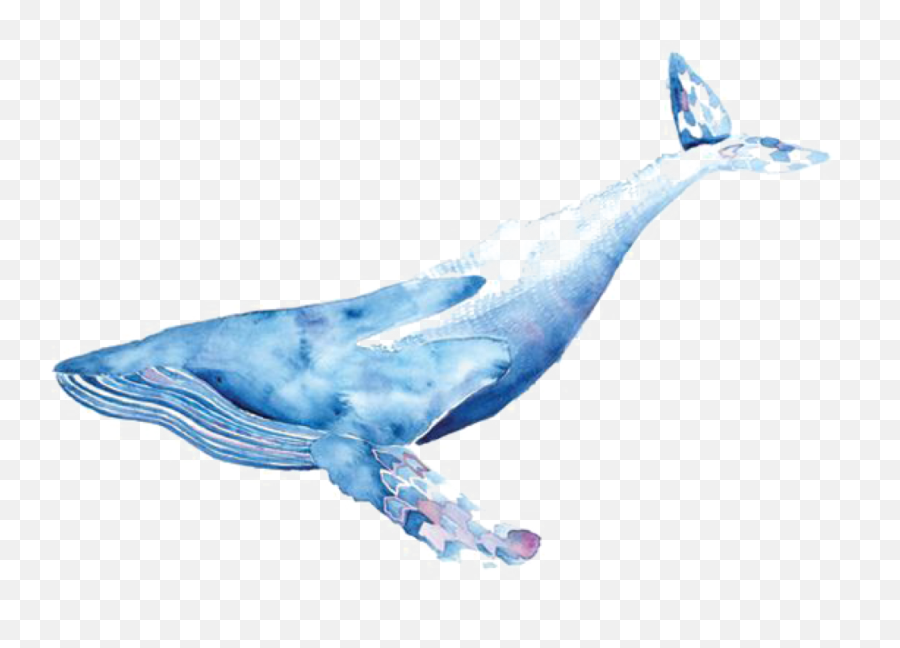 Watercolor Whale Transparent - Whale Watercolor Png,Whale Transparent