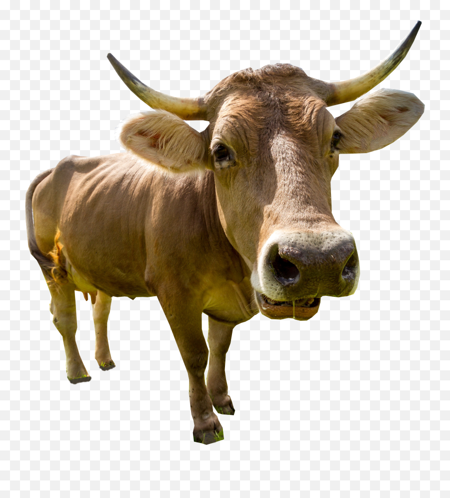 Transparent Bull Cow Picture - Animated Transparent Cow Head Png,Cow Transparent