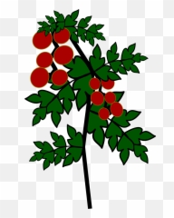 Icon Tomato Tomatoes - Gambar Sketsa Pohon png