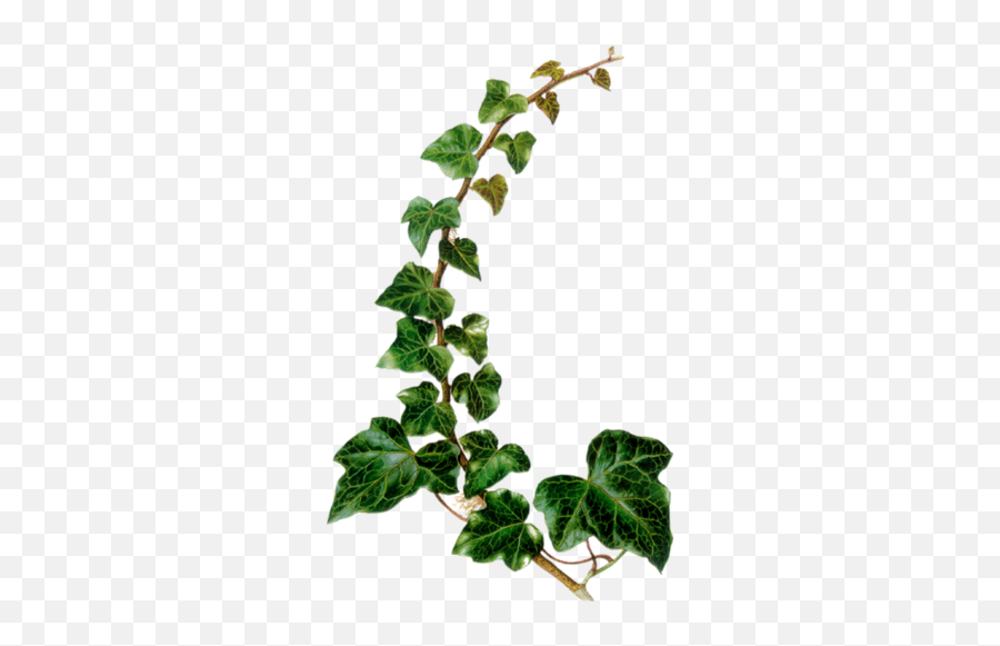Vintage Botanical Illustration - Poison Ivy Plant Png,Ivy Png