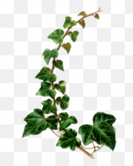 Vintage Botanical Illustration - Poison Ivy Plant Png,Ivy Png