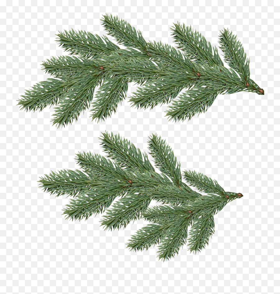 Fir - Tree Transparent Png Image 44902 Web Icons Png Png Pine Tree Branch,Cedar Tree Icon
