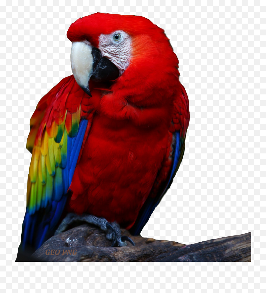 Macaw Parrots Png Images Parrot