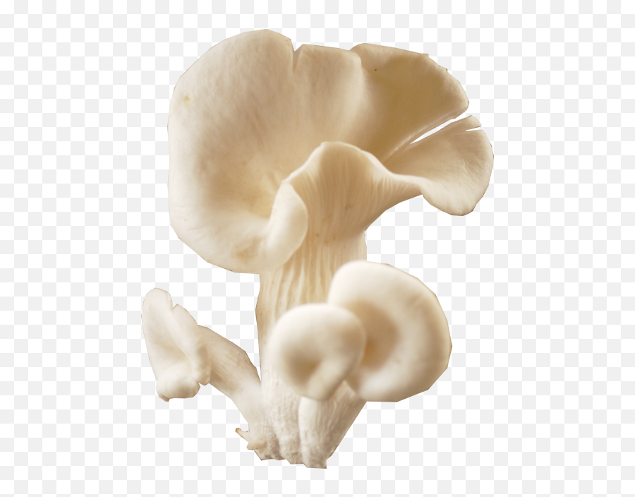 Oyster Mushroom Png 1 Image - Oyster Mushroom Png,Mushroom Png