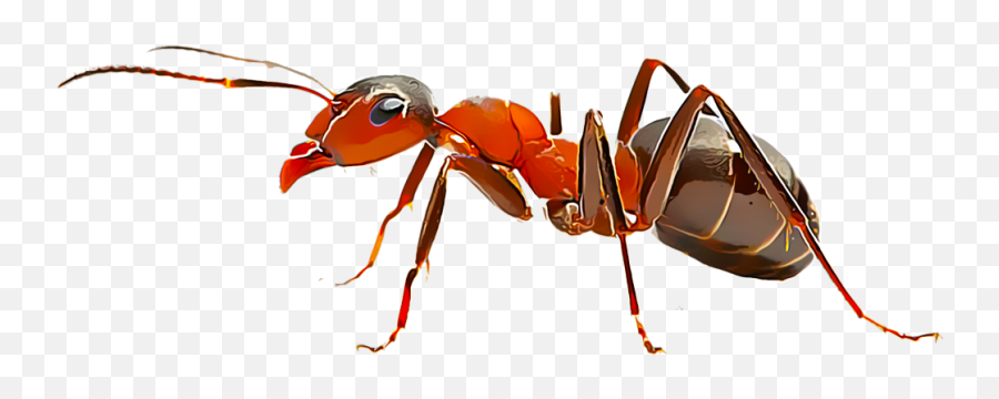 Ant Red Transparent Png Clipart Free - Ant Control,Ant Png