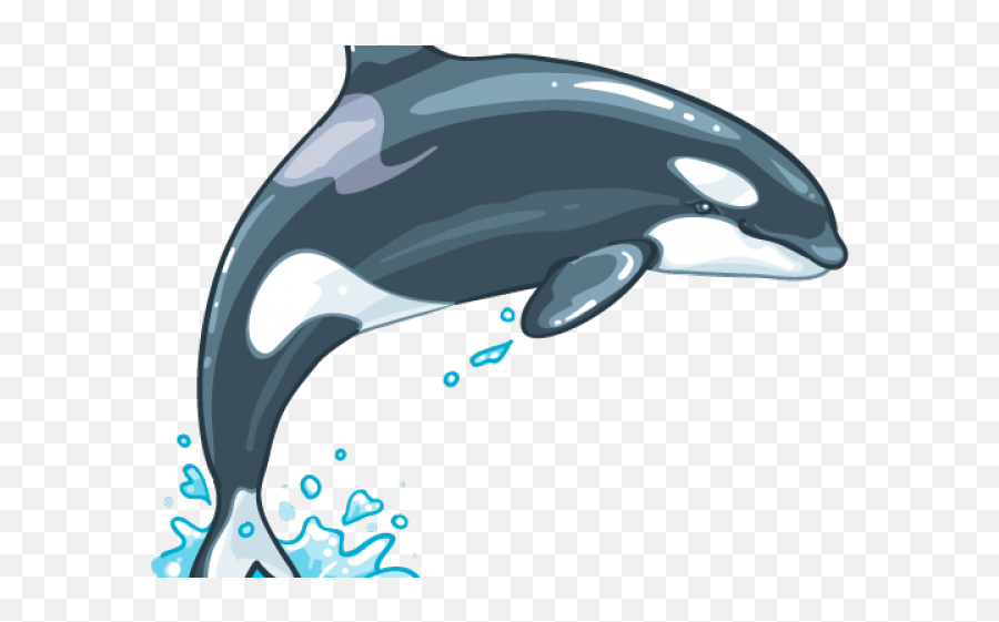 Killer Whale Png Transparent Images 13 - 800 X 499,Killer Png