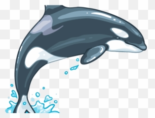 Killer Whale Png Transparent Images 13 - 800 X 499,Killer Png