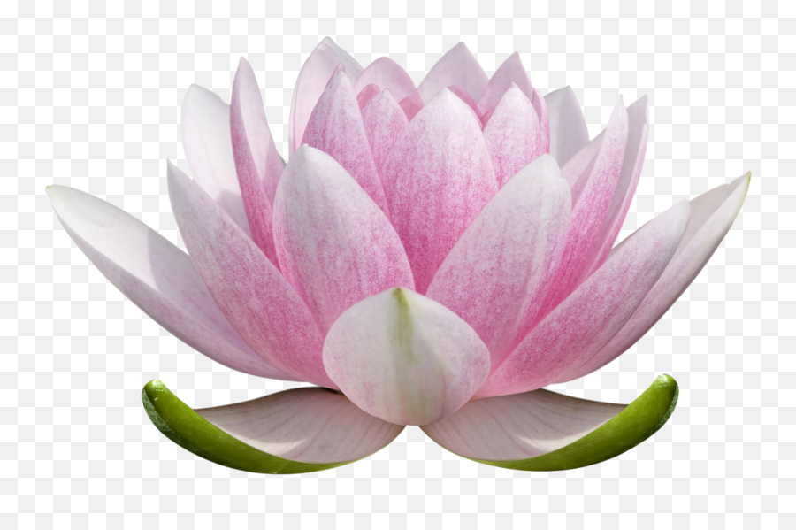 Lotus Flower Png Picture - Lotus Flower Drawing Colored,Lotus Png
