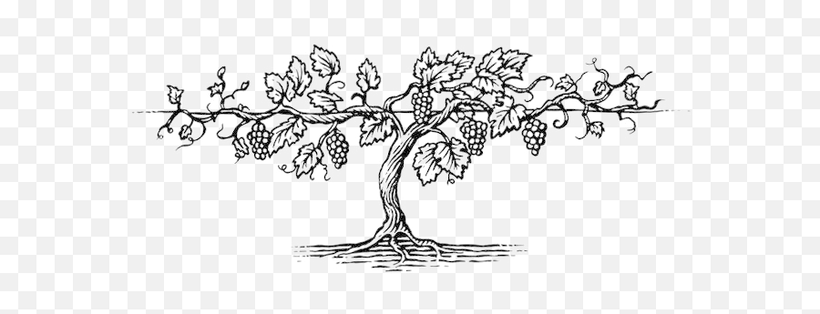 Download Free Png Grape Vine 92 Images In Collection - Grape Vine Tree Drawing,Vine Png