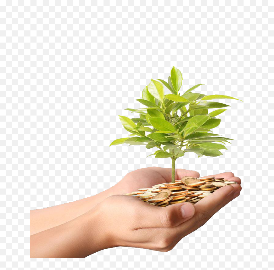 Download Plant Material Gold Money Photography Coins Tree Hq - Money Plant And Coins Png,Hand With Money Png